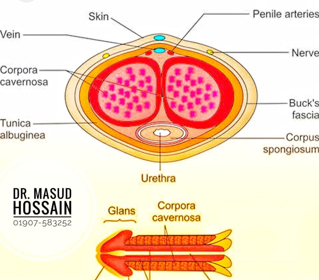 কর্পাস ক্যাভারনোসাম | Corpus Cavernosum