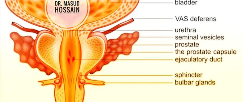 সেমিনাল ভেসিকল -Seminal vesicle