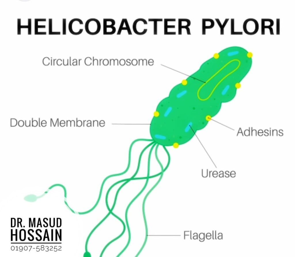 H. Pylori- হেলিকোব্যাক্টর পাইলোরি কি হোমিও চিকিৎসায় ভালো হয়?